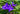 Tradescantia andersoniana 'Sweet Kate'