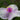 TradescantiaTemp