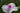 TradescantiaTemp