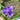 Tradescantia andersoniana 'Zwanenburg Blue'