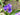 Tradescantia andersoniana 'Zwanenburg Blue'
