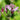 Tricyrtis formosana
