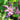 Tricyrtis formosana 'Purple Beauty'