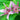 Tricyrtis hirta