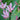Tricyrtis hirta 'Taiwan Adbane'