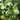 Tricyrtis latifolia
