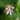 Tricyrtis macropoda