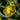Trollius Chinensis (Super Bus) - Marginal Pond Plants - BP107