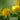 Trollius Chinensis 'Superbus' - Marginal Pond Plants - BP107