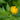 Trollius Chinensis 'Superbus' - Marginal Pond Plants - BP107