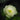 Trollius 'Alabaster'
