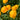 Trollius 'Earliest of All'