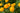 Trollius 'Earliest of All'