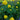 Trollius 'Lemon Queen'