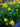 Trollius 'Lemon Queen'