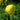 Trollius 'Lemon Supreme'