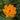 Trollius 'Orange Crest'