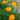 Trollius 'Orange Princess'