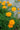 Trollius 'Orange Princess'