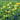 Trollius 'T. Smith'