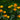 Trollius chinensis 'Golden Queen' - BP106 Packs