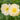 Trollius cultorum 'New Moon'