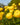 Trollius europaeus