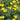 Trollius stenopetalus