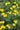 Trollius stenopetalus