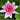 Nymphaea Tuberosa Richardsonii - 2026