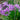 Tulbaghia violacea (Society garlic) - Marginal Pond Plants - MP116