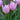 Tulipa 'Alibi' Bulb