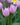 Tulipa 'Alibi', tulip, flower bulb
