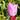 Tulipa 'Alibi' Bulb