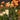 Tulipa 'Amazing Parrot' Bulb