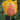 Tulipa 'Apricot Fox' Bulb