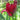 Tulipa 'Burgundy Lace' Bulb