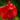 Tulipa 'Burgundy Lace' Bulb