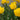 Tulipa 'Crystal Star' Bulb