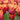 Tulipa 'Louvre Orange' Bulb