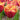 Tulipa 'Louvre Orange' Bulb