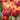 Tulipa 'Louvre Orange' Bulb
