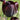 Tulipa 'Queen of Night' Bulb