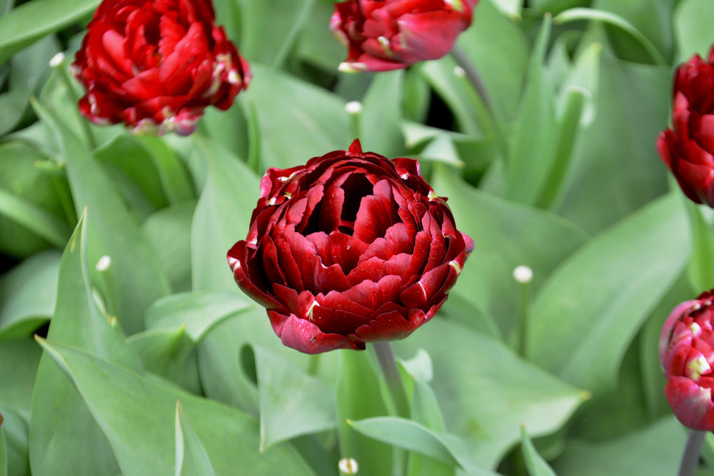 Tulipa Red Ranger Tulipa 'Red Foxtrot' Bulb – Lincspplants