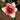 Tulipa 'Salmon Impression' Bulb