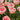 Tulipa 'Salmon Impression' Bulb