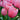 Tulipa 'Salmon Impression' Bulb