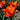Tulipa 'Princess Household' Bulb