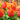 Tulipa 'Ad Rem' Bulb