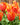 Tulipa 'Ad Rem' Bulb
